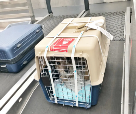 莱芜宠物托运 宠物托运公司 机场宠物托运 宠物空运